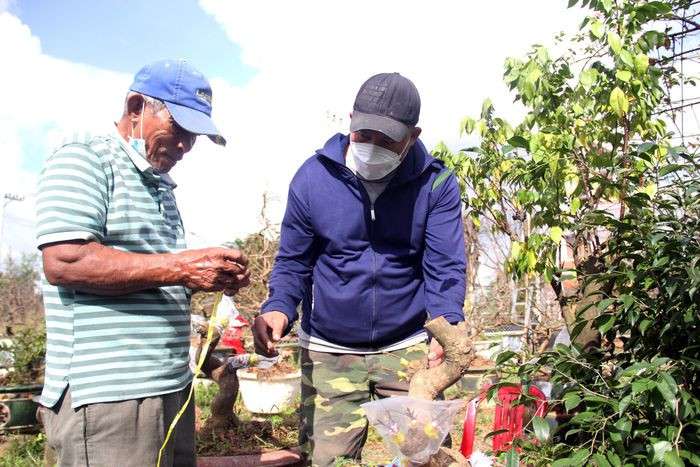 “Dịch bệnh kéo dài khiến sức mua giảm, mấy ngày này chỉ thấy khách đến hỏi giá chứ chưa chốt được đơn nào. Càng gần Tết, tôi càng thấp thỏm vì nếu không bán được sẽ không có chi phí để chăm sóc mai cho năm sau”, anh Hiền nói.