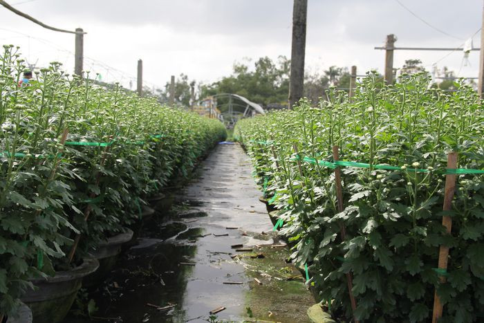 Vì dịch COVID-19, năm nay, gia đình bà Thảo chỉ xuống giống 500 chậu cúc, bằng một nửa năm ngoái. Trồng ít nhưng bà vẫn lo không bán được. “Tầm này mọi năm, thương lái đã tới tấp điện thoại để đặt hàng, người đến tận vườn xem cúc cũng tấp nập”, bà Thảo nói.