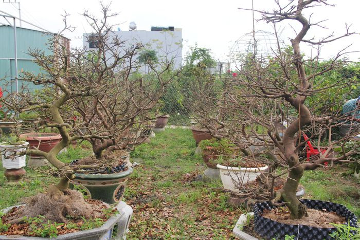 Dạo quanh các vườn mai ở phường Hòa An (quận Cẩm Lệ), không khí cũng vắng vẻ không kém. Cặm cụi chăm sóc những chậu mai bị hư hại, sâu bệnh, anh Trần Hiền (42 tuổi, chủ vườn mai) cũng nơm nớp khi chưa thấy khách mua.