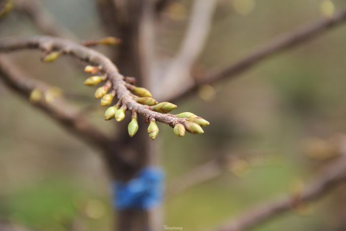Thời điểm này năm ngoái, các đơn vị, công ty, nhà hàng, cơ quan thuê mai, mua mai đều đã đặt cọc, chốt giá. Năm nay, thời tiết khá thuận lợi, mai sẽ nở rộ đúng dịp Tết Nguyên đán. Tuy nhiên, các nhà vườn lại như “ngồi trên đống lửa” khi chưa thấy đầu ra.