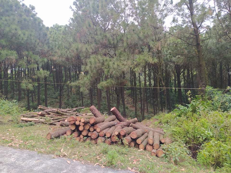  Tạm giữ sư trụ trì, điều tra vụ chặt rừng thông. Ngày 8/1, Công an huyện Lộc Hà (Hà Tĩnh) đang tạm giữ ông Đ.V.Th. (SN 1974, trụ trì chùa Chân Tiên) và 3 người khác để điều tra vì liên quan việc cắt hạ rừng thông trước cửa chùa. Khoảng 17 chiều 7/1, khi phát hiện nhóm người chặt nhiều cây thông, hàng trăm người dân xã Thịnh Lộc bức xúc đến cửa chùa Chân Tiên (ở xã Thịnh Lộc). Lực lượng chức năng kiểm tra hiện trường phát hiện có nhiều cây thông đường kính từ 26-30cm bị đốn hạ. Nhóm người nói trên khai, được ông Th. trụ trì chùa Chân Tiên thuê đến cưa hạ thông trước cửa chùa.