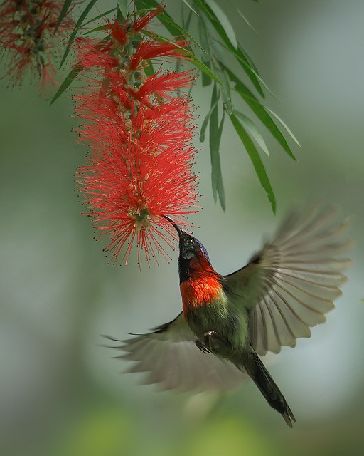 4 con giap ca doi ruc ro, 20 tuoi hap dan, 30 phong do, 40 tai van vay quanh-Hinh-3