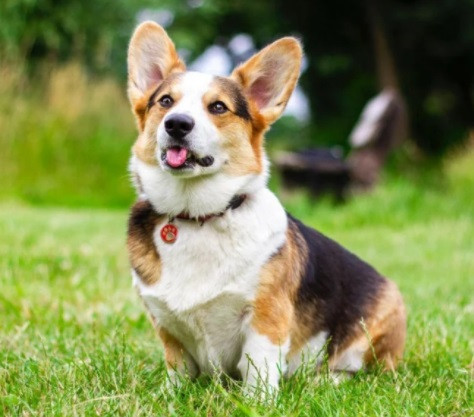 4 con giap vuong van quy nhan trong nam 2022: Gap du hoa lanh-Hinh-2