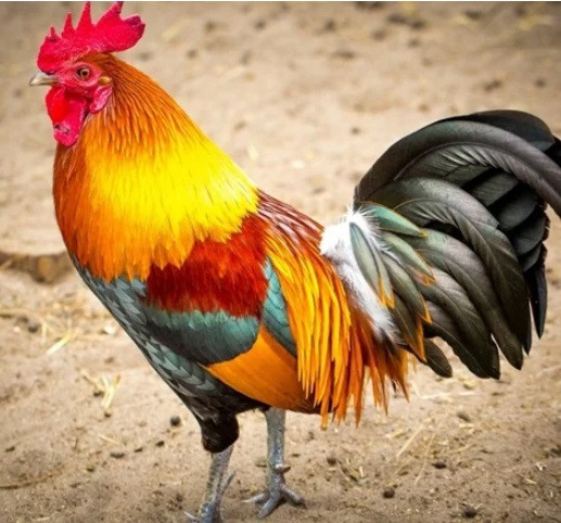 4 con giap vuong van quy nhan trong nam 2022: Gap du hoa lanh-Hinh-4