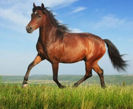 4 con giap vuong van quy nhan trong nam 2022: Gap du hoa lanh