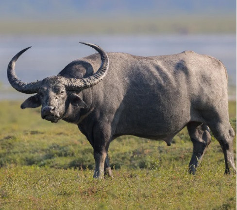 4 con giap vuong van quy nhan trong nam 2022: Gap du hoa lanh-Hinh-3