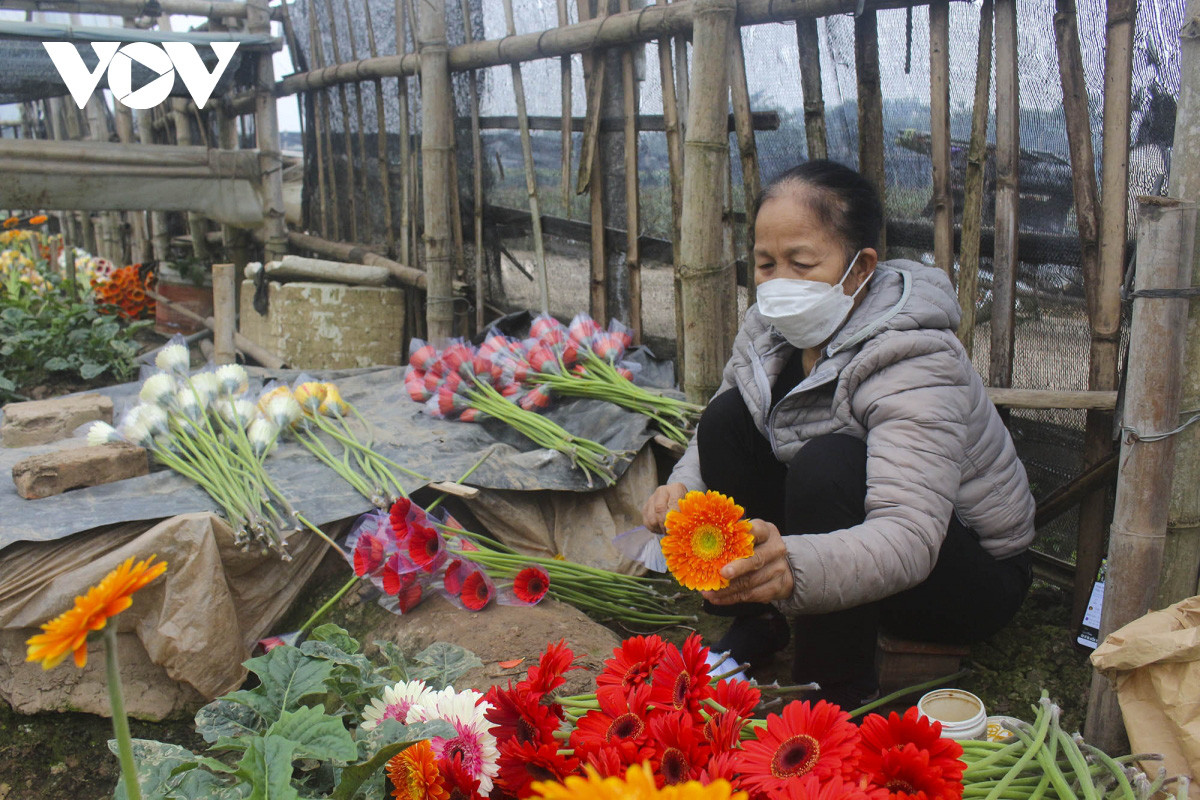 Thế nhưng, những ngày cận Tết, không còn không khí ảm đảm mà thay vào đó là niềm vui, sự phấn khởi của người trồng hoa khi việc buôn bán trở nên dễ dàng hơn và giá hoa có phần nhỉnh hơn năm trước.