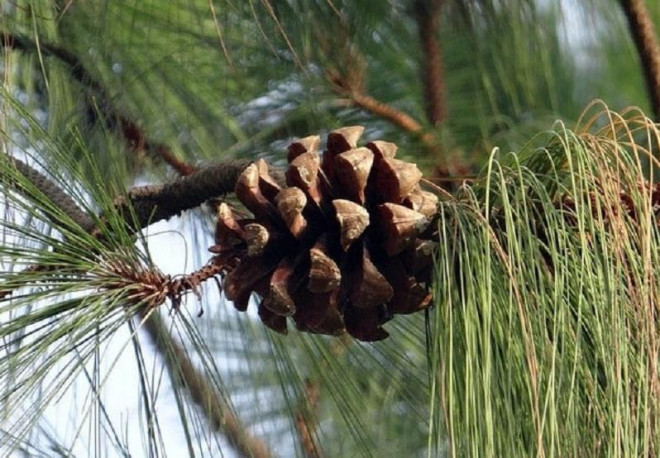 Hat thong nhap khau, mon hat kho doc dao gia gan trieu/kg-Hinh-5