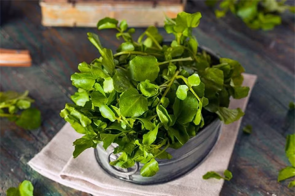 Loi ich tuyet voi cua rau xa lach xoong doi voi suc khoe cua tre nho