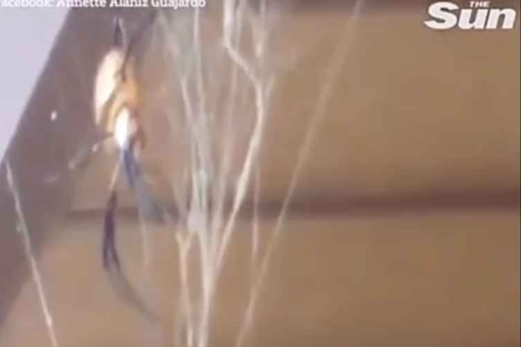 Nhện chuối, còn được gọi là nhện tơ vàng, là một loài nhện có khả năng dệt mạng dài tới gần 2 mét và có nọc độc. Con nhện bên ngoài nhà Guajardo dường như là một con nhện chuối cái, có thể dài đến 7,5cm. 