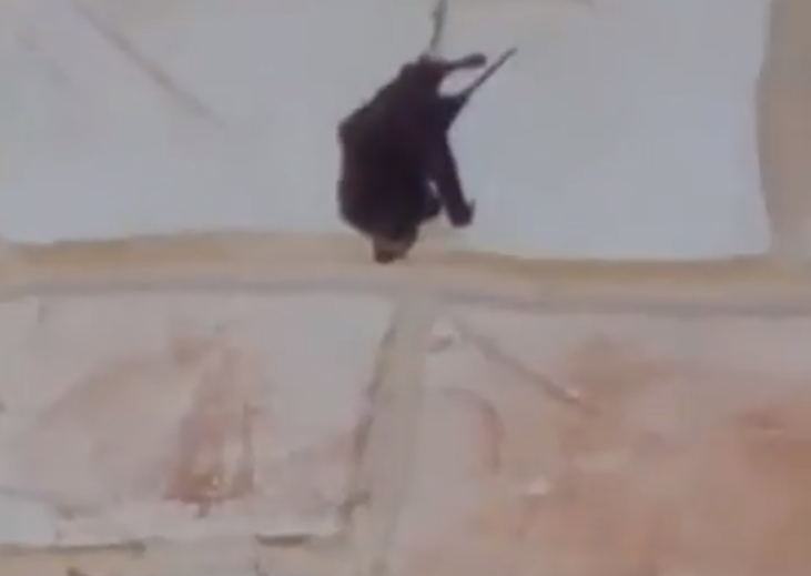 Annette Alaniz Guajardo đã có một trải nghiệm kinh hoàng khi mở cửa đi làm và phát hiện một con dơi bị một con nhện chuối khổng lồ quấn bọc trước cửa nhà.