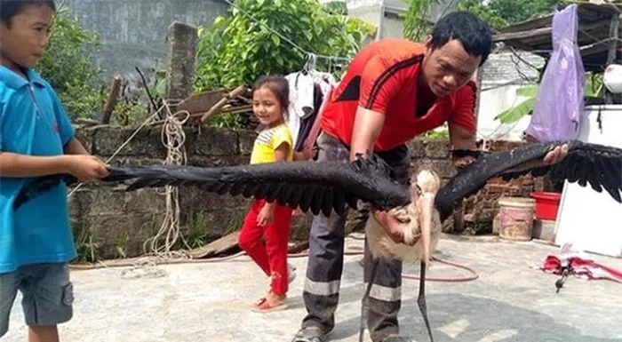 3. Quái Chim Khổng Lồ (2019): Gia đình ở Hà Tĩnh bắt được một con chim lạ, có lông đen trắng, nặng 3,2kg, cao 80cm, sải cánh khoảng 2m. Loài động vật kỳ dị này được xác định là loài chim già đẫy lớn, còn gọi là cò sói, chủ yếu sống tại Ấn Độ.