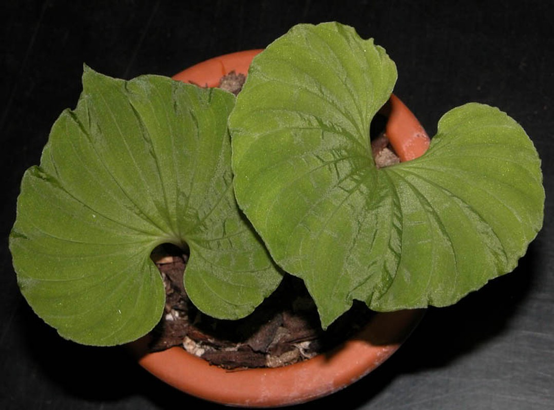 Tuy nhiên, cây một lá đang đối mặt với nguy cơ bị đe dọa do khai thác quá mức và mất môi trường sống.