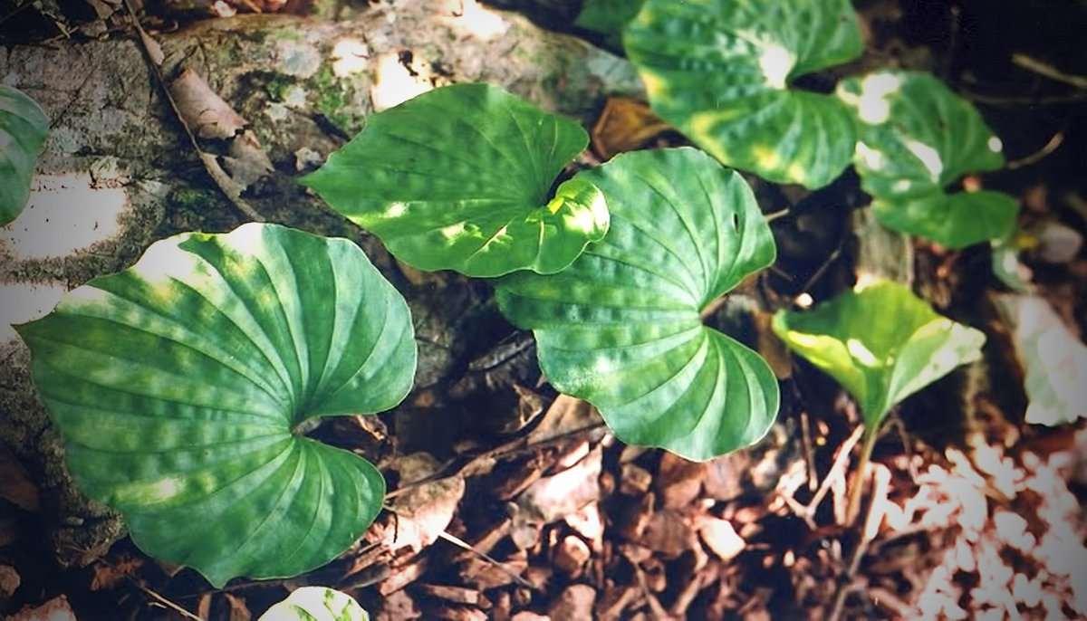 Ở nước ta, cây một lá mọc ở vùng núi đá vôi và ở nơi ẩm vùng chân núi của các tỉnh miền núi phía Bắc như Lạng Sơn, Cao Bằng, Lào Cai, Hòa Bình, Ninh Bình.