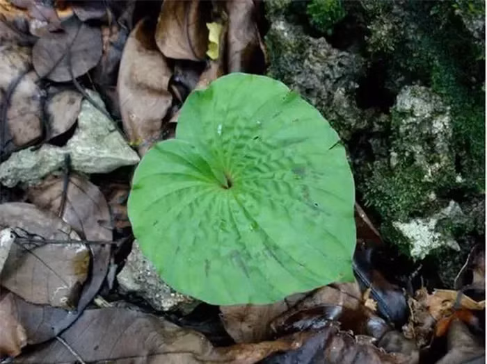 Thuộc họ Orchidaceae (Lan), cây một lá thường cao từ 10-20cm và sống lâu, thích ẩm và môi trường bóng tối, thường mọc dưới tán rừng hoặc trong các hốc đá ẩm.