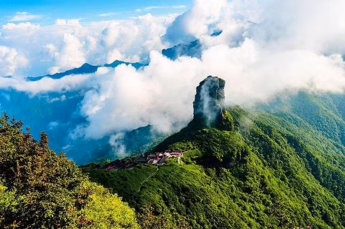 Loài cây này sống ở độ cao trên 2.500m, với khí hậu cực kỳ khắc nghiệt, nước đất đóng băng, cây phải đâm rễ sâu vào đá để tìm dưỡng chất. Vì điều kiện môi trường, loài chè này phát triển rất chậm, thường chỉ lớn thêm 1mm đường kính thân cây mỗi năm.