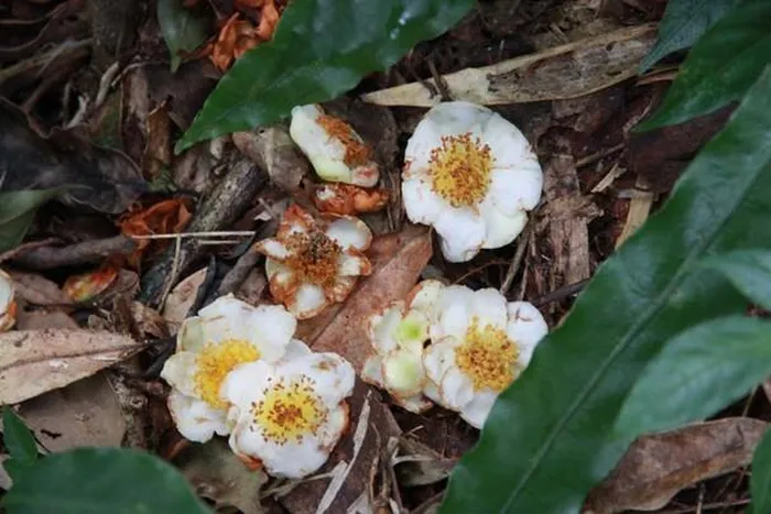 Tuy nhiên, loài cây này đang đối diện với nguy cơ giảm số lượng do việc thu hái mà không bảo tồn, khiến rừng nơi chúng sinh sống bị tan hoang. Để bảo tồn và tận dụng tốt tài nguyên này, cần có sự can thiệp và bảo vệ một cách cụ thể.