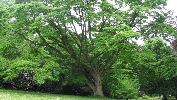 Điều độc đáo không kém, Bạch Dương Sắt có khả năng chống đạn, khiến viên đạn không làm hại cây và khả năng chống nước nổi bật. Ngay cả khi chìm trong nước, cây vẫn duy trì khô ráo nhờ vào lớp vỏ không thấm nước.