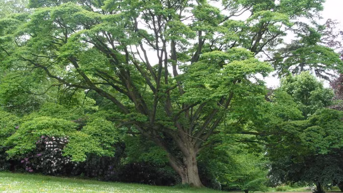 Điều độc đáo không kém, Bạch Dương Sắt có khả năng chống đạn, khiến viên đạn không làm hại cây và khả năng chống nước nổi bật. Ngay cả khi chìm trong nước, cây vẫn duy trì khô ráo nhờ vào lớp vỏ không thấm nước.