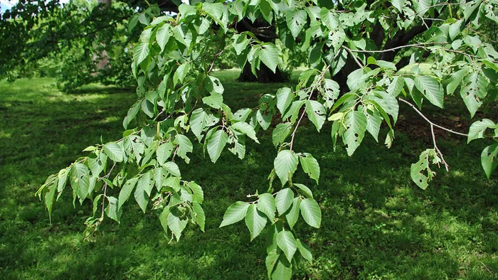 Tuy nhiên, với tình trạng khai thác quá mức, Bạch Dương Sắt đang đối mặt với nguy cơ tuyệt chủng, đòi hỏi sự bảo vệ và quản lý bền vững để duy trì giá trị của loài cây này trong tương lai.