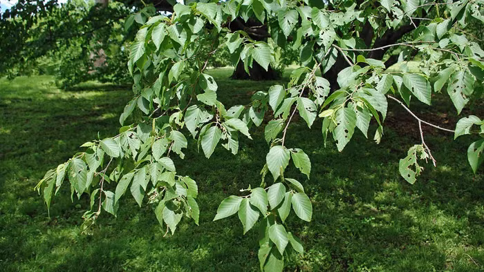 Tuy nhiên, với tình trạng khai thác quá mức, Bạch Dương Sắt đang đối mặt với nguy cơ tuyệt chủng, đòi hỏi sự bảo vệ và quản lý bền vững để duy trì giá trị của loài cây này trong tương lai.