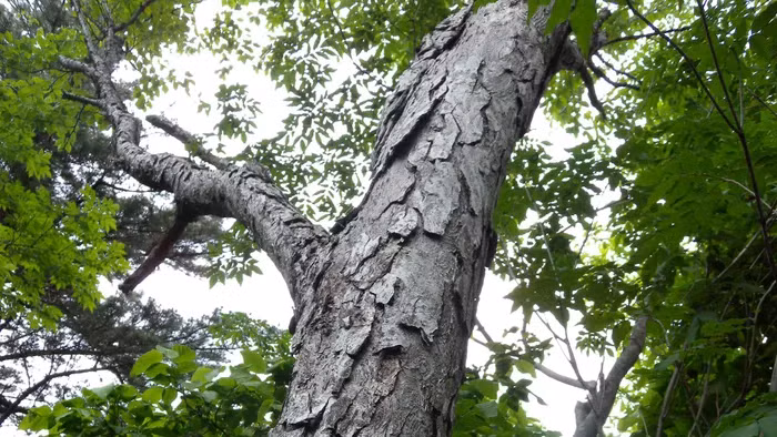 Do đặc tính cứng cáp và khả năng chống lực tốt, gỗ Bạch Dương Sắt được ứng dụng rộng rãi trong sản xuất phụ kiện hàng không, xe hơi, tàu, và đường ống.