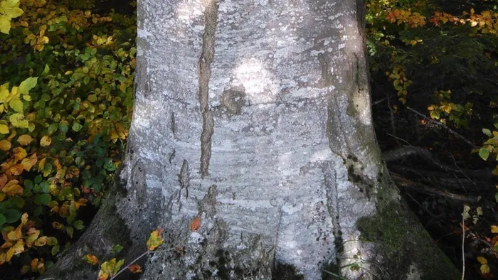 Đồng thời, nó cũng có giá trị trong lĩnh vực y học và dược học, khi lá và thân cây được sử dụng cho nhiều mục đích điều trị.