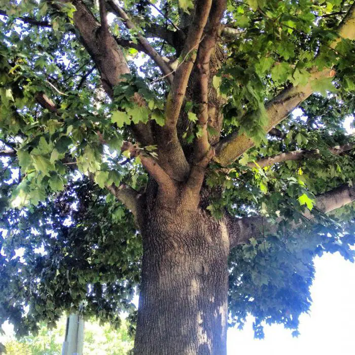 Cây này nổi tiếng với gỗ cực kỳ cứng, vượt trội so với nhiều loại gỗ khác. Độ cứng của gỗ Bạch Dương Sắt gấp 4 lần so với gỗ keo và gấp 2 lần so với thép, làm cho nó trở thành vật liệu lý tưởng cho việc sản xuất các linh kiện chịu lực trong ngành công nghiệp.