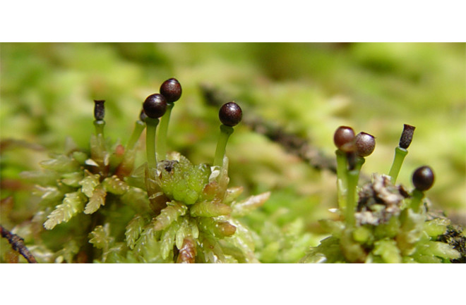 Tiếp theo, loài rêu Sphagnum có tốc độ phát tán bào tử vô cùng nhanh.