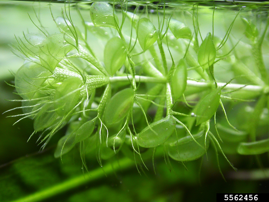 Cuối cùng, cây nhĩ cán thuộc chi Utricularia là một thực vật thủy sinh ăn thịt, có tốc độ săn mồi đáng kinh ngạc.