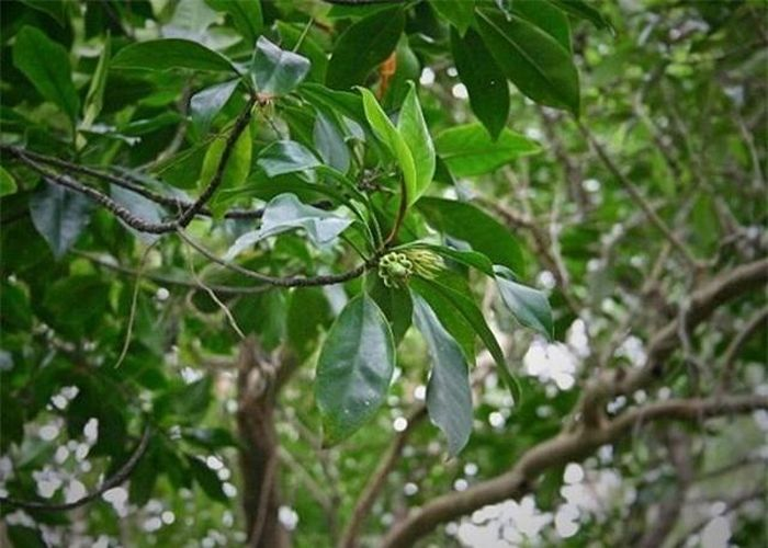 ây vẹt đen không chỉ nổi bật với hình dáng thân cây mạnh mẽ và rễ thở hình trụ nón, mà còn với khả năng sinh sản và nuôi con độc đáo. Riêng điều này đã khiến cây vẹt đen trở thành loài thực vật kỳ lạ bậc nhất thế giới.