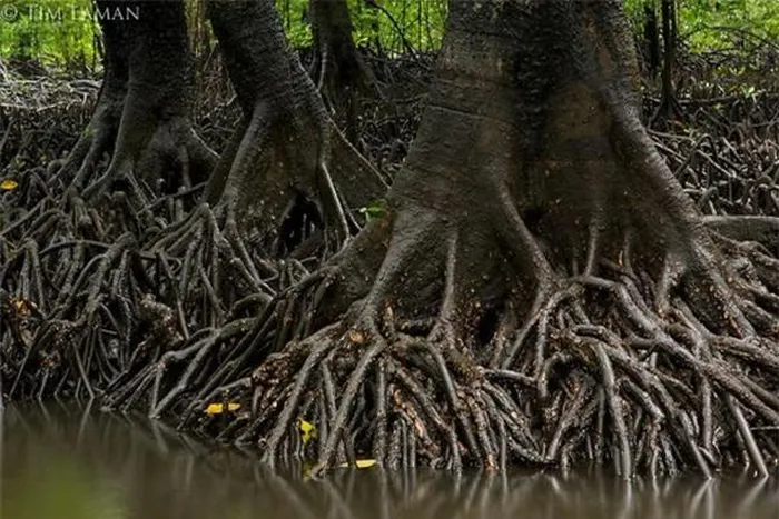 Cây vẹt đen cũng mang lại giá trị kinh tế thông qua gỗ của nó và một số ứng dụng khác trong sản xuất nhuộm và nhuộm vải.