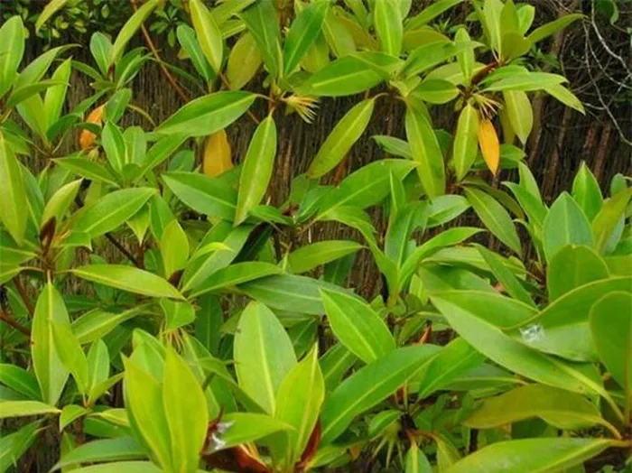 Loài cây độc đáo này là biểu tượng cho sự kỳ diệu của thiên nhiên và khả năng tạo ra sự đa dạng trong môi trường sống của nó, thu hút sự quan tâm của cả giới khoa học và người dân.