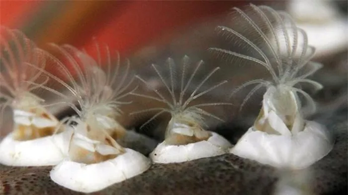 "Của quý" của hà biển được coi là lớn nhất so với kích thước cơ thể chúng, với tỷ lệ gấp 8-9 lần. Điều này là do hà biển không có vỏ để giao phối và sinh sản hữu tính, đã phát triển một "của quý" có vai trò như một chiếc cần câu, giúp chúng thụ tinh khi chạm đến con cái.