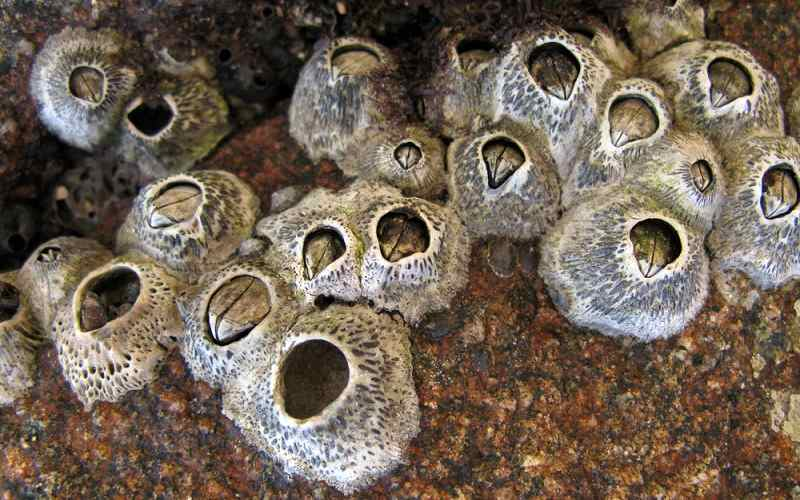 Với khả năng bám vào các bề mặt như đá, tàu thuyền, hay động vật khác, hà biển được biết đến như "siêu ăn bám". Tuy nhiên, sự kết dính mạnh mẽ của chúng lại là nguyên nhân gây phiền toái cho ngành hàng hải.