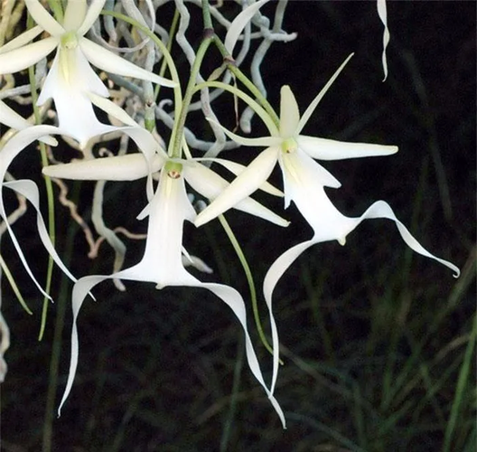 Loài hoa này có hình dáng khi nở giống con ếch đang nhảy hoặc con nhện màu trắng đang bò. Điều này giúp nhận biết và phân biệt chúng với các loài khác.