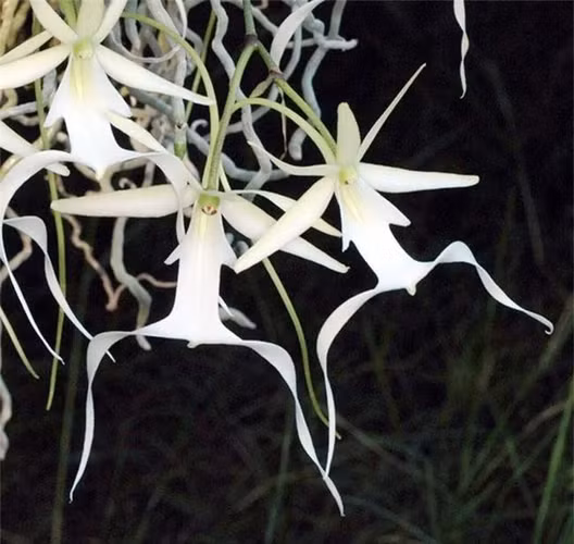 Loài hoa này có hình dáng khi nở giống con ếch đang nhảy hoặc con nhện màu trắng đang bò. Điều này giúp nhận biết và phân biệt chúng với các loài khác.