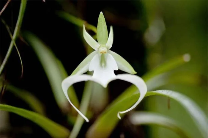 Dendrophylax lindenii, còn được gọi là hoa phong lan ma hoặc Dạ hương lan, là loài lan quý hiếm nhất trên thế giới, với chỉ khoảng 3.000 cây còn tồn tại.