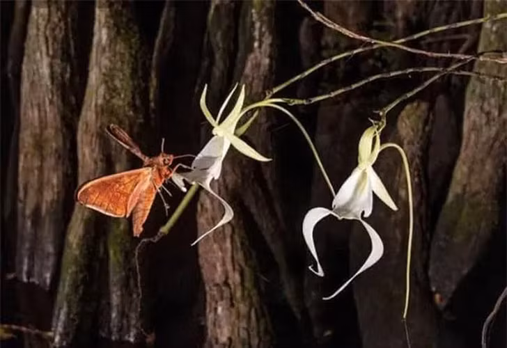 Hoa nở vào khoảng tháng 6 - tháng 8, chỉ nở vào ban đêm và tỏa mùi giống như xà phòng.