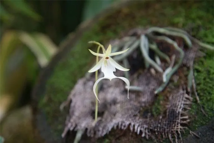 Loài lan này không có lá mà ký sinh vào cây chủ, phát triển rễ chồng lên nhau để tìm dinh dưỡng.