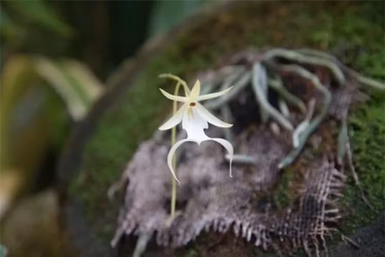 Loài lan này không có lá mà ký sinh vào cây chủ, phát triển rễ chồng lên nhau để tìm dinh dưỡng.