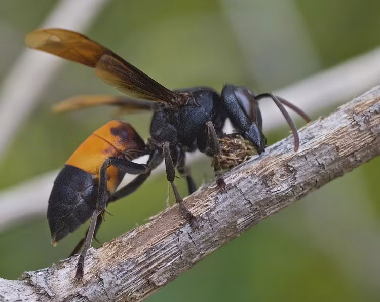 4. Ong vò vẽ: Ong vò vẽ là loài ong có độc tố cao và thuộc top những động vật nguy hiểm tại Việt Nam. Chúng chỉ tấn công khi tổ của chúng bị xâm phạm và có thể tấn công mạnh mẽ khi cả đàn ong cùng tham gia.
