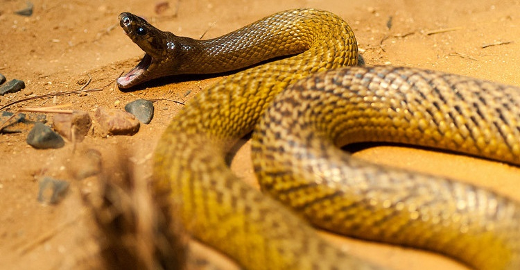 1. Rắn Taipan: Rắn Taipan được xem là một trong những động vật nguy hiểm nhất thế giới. Chúng có độc tố mạnh và không sợ con người.