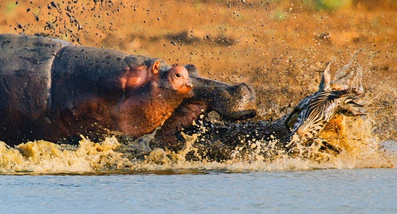Chúng sống theo bầy đàn và chiếm lĩnh một vùng lãnh thổ nhất định.