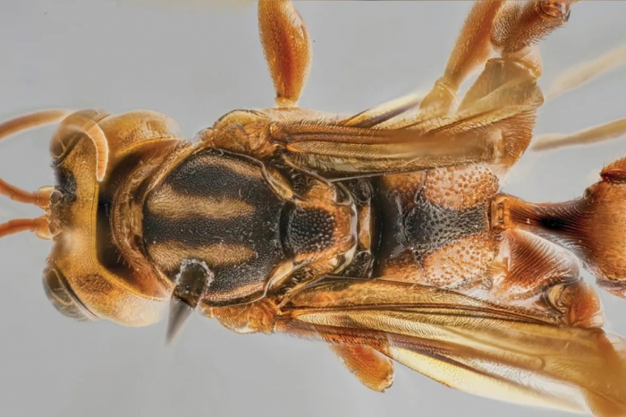 Sinh vat giong nguoi ngoai hanh tinh xuat hien, chuyen gia “toat mo hoi” vi...