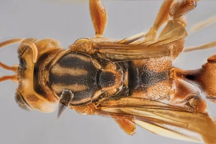 Các nhà khoa học ở Amazon vừa phát hiện một loài ong bắp cày ký sinh mới tại rừng nhiệt đới Peru, được đặt tên là Capitojoppa amazonica.