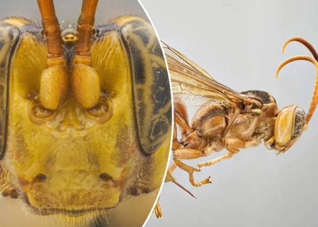 Loài này có thể chọn sâu bướm, bọ cánh cứng và thậm chí là nhện làm con mồi.