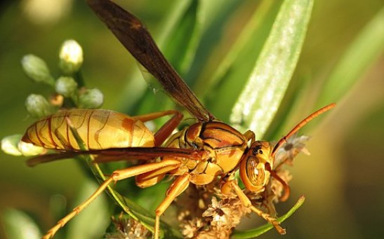 Chúng có thói quen độc ác khi đâm và hút máu vật chủ, ăn thịt chúng từ bên trong ra ngoài.
