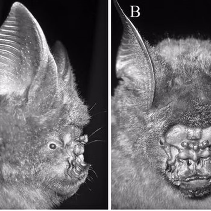 Tần số âm thanh siêu âm của chúng cũng khác biệt so với các loài khác.