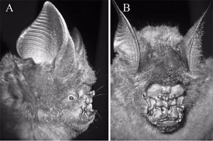 Loài động vật kỳ dị này đã được đặt tên là dơi nếp mũi H. griffini, theo tên cố giáo sư Donald Redfield Griffin. Sự phát hiện này đã nâng tổng số loài dơi thuộc chi Hipposideros lên con số 70.
